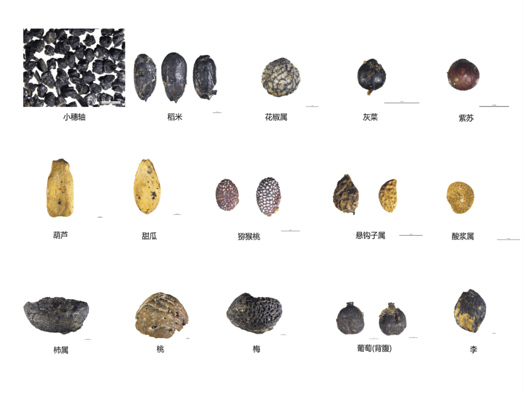 最准一肖一码一一子中特37b丨11年前，6旬老人不听劝坚持生下双胞胎女儿，如今生活怎样？  第1张