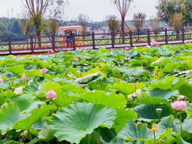 新澳门免费资料挂牌大全丨合肥市蚌埠路第五小学：菜市体验充实自我 辛勤劳动快乐生活  第2张