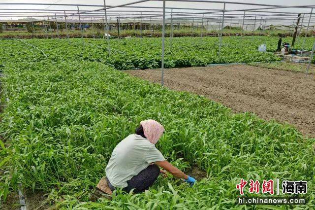 新澳正版资料与内部资料丨保卫厨房，A.O.史密斯AI-LiNK厨房安全套系助您畅享安全美好生活