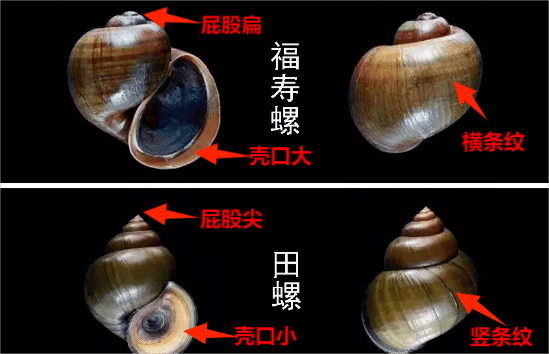 澳门天天开彩好正版挂牌丨“支小宝”团队回应一切：为什么我们要在支付宝App之外做一款AI生活助理独立应用？｜钛媒体AGI  第1张