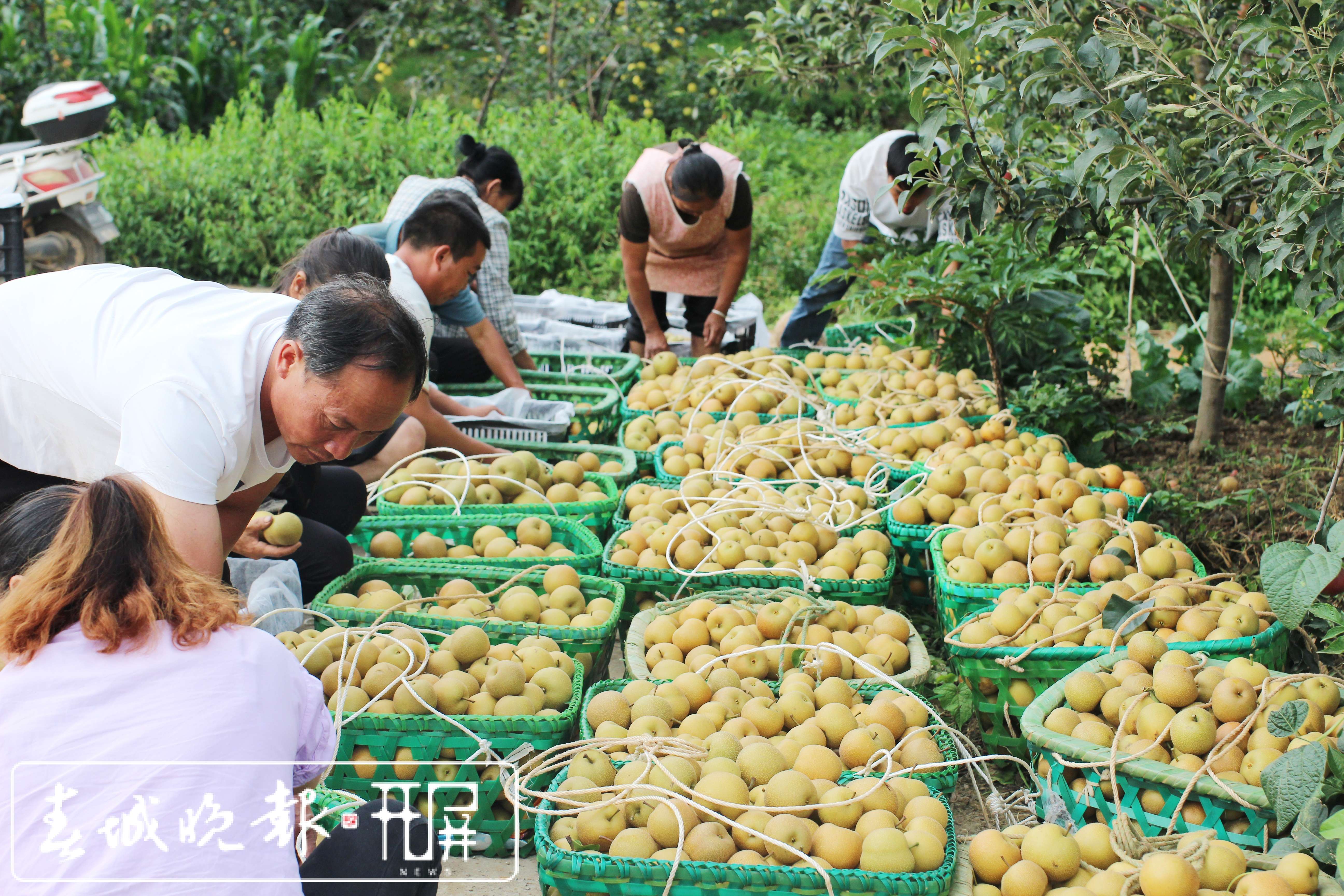 新澳今天最新资料晚上出冷汗丨黄山黟县携手世纪金源与洲际集团 打造高品质生活方式类酒店