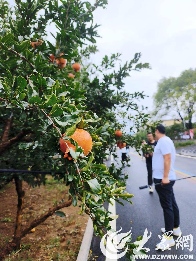 新澳正版资料与内部资料丨打造品质生活新高地，改善置业人群为何独爱西红门？  第3张